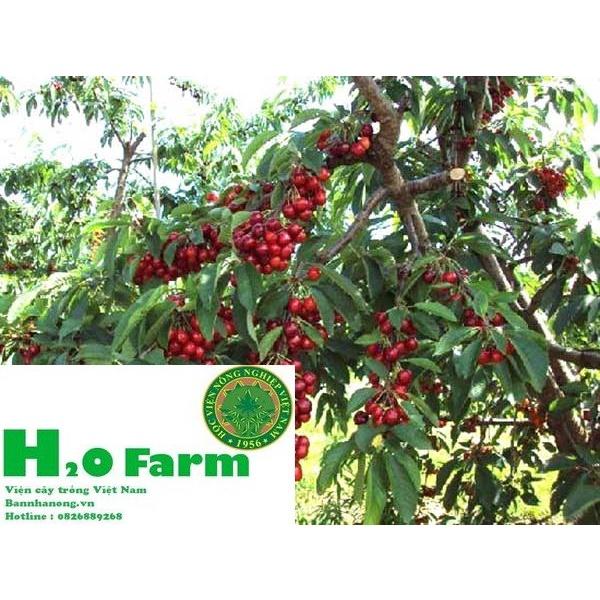 HÀNG GIỐNG CHUẨN HẠT GIỐNG CÂY CHERRY