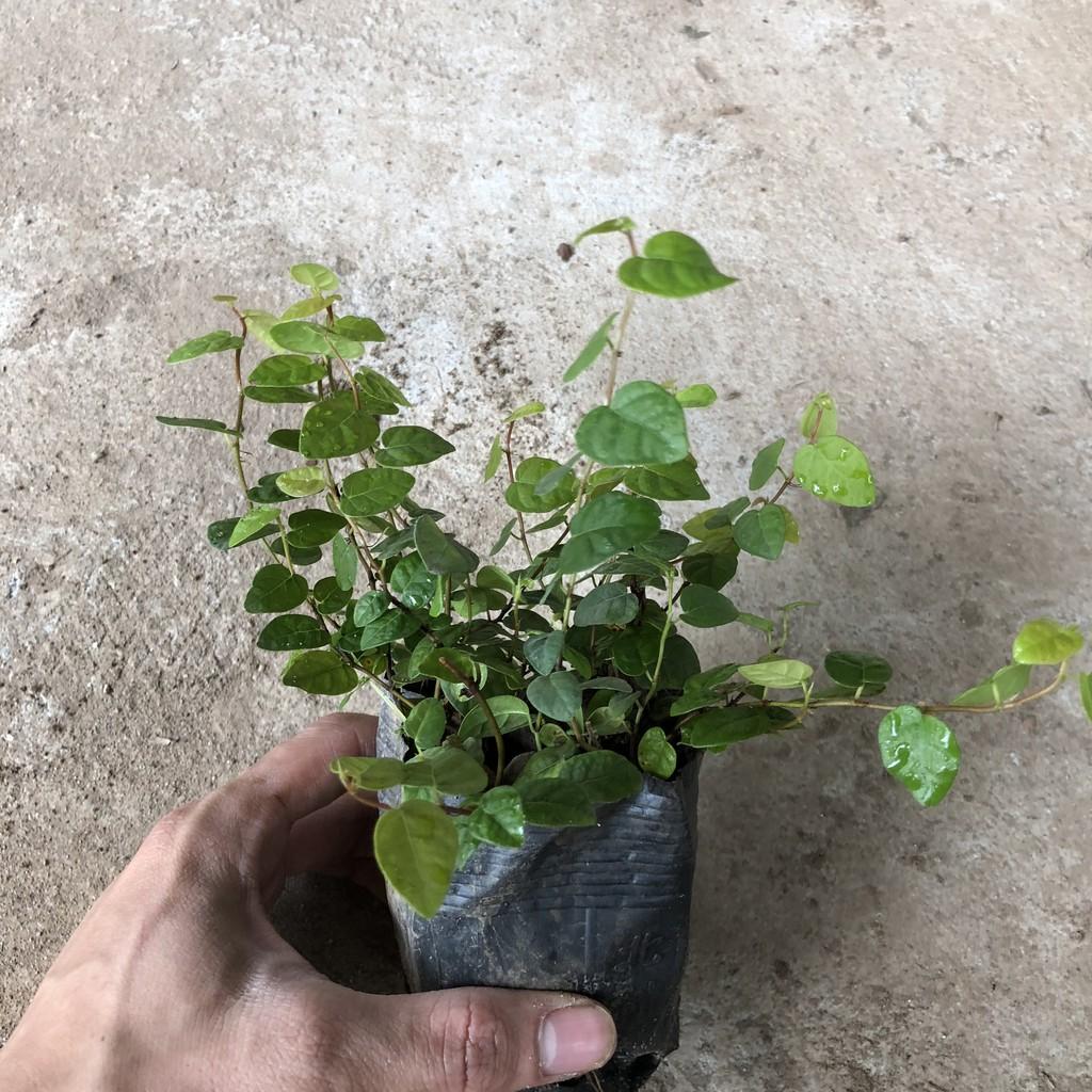 Cây hoa dâm bụt thái siêu hoa, Chiều cao 25cm hoa cực to bắt mắt sinh trưởng tốt thích hợp trang trí cảnh quan