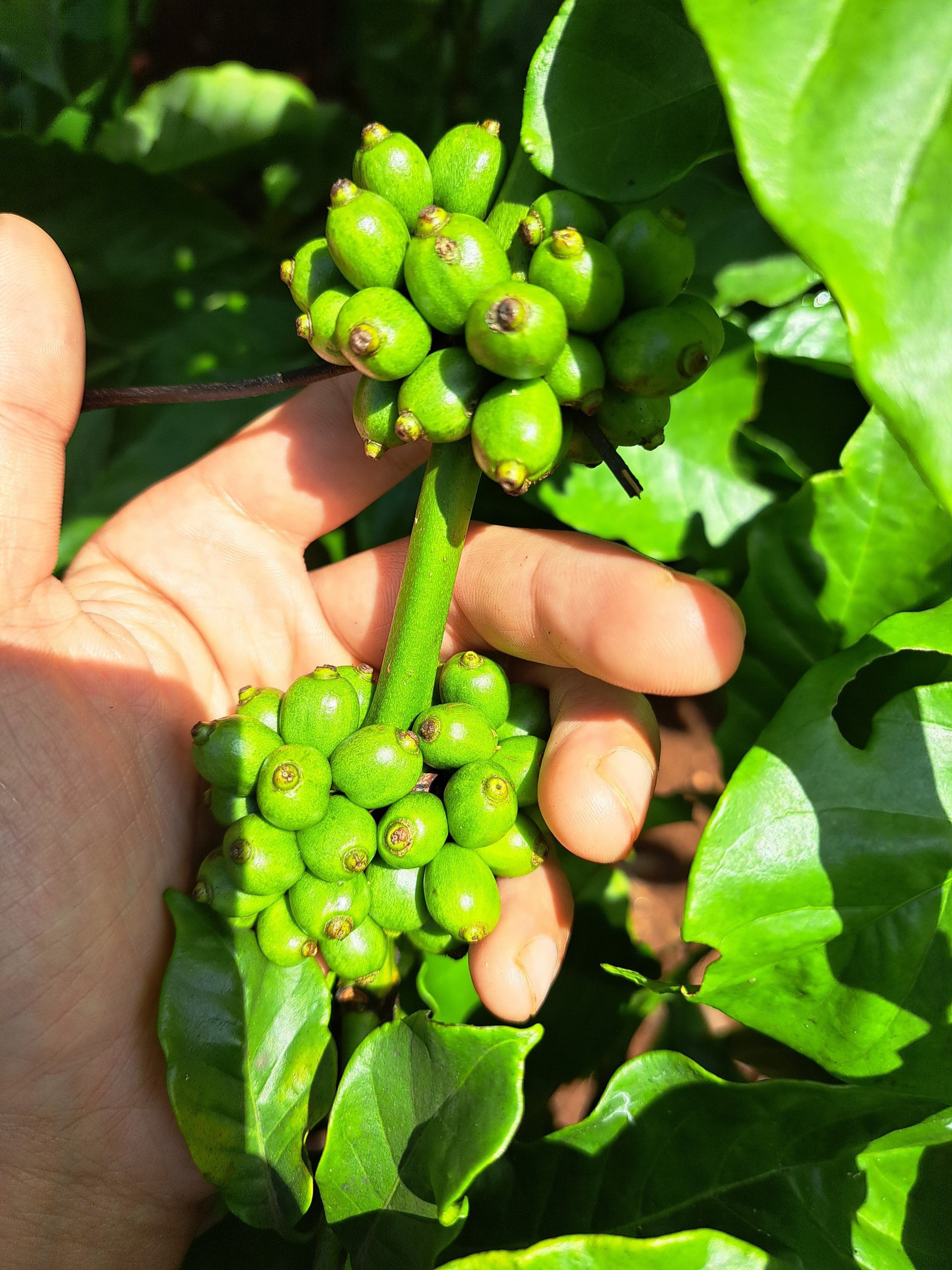 Túi Cà Phê Impact Fine Robusta Dak Lak 250g