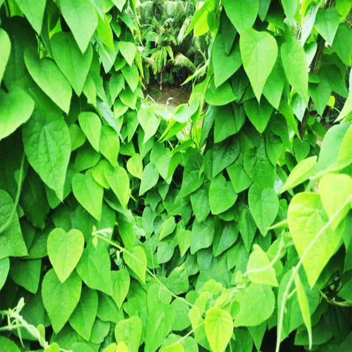 Hạt giống sương sâm lông trồng quanh năm, cây sinh trưởng phát triển mạnh