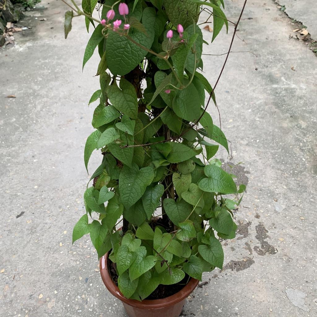 Cây hoa tigon leo giàn dài 70cm, cây leo giàn tạo bóng mát nở hoa cực đẹp, trang trí ban công và tường rào