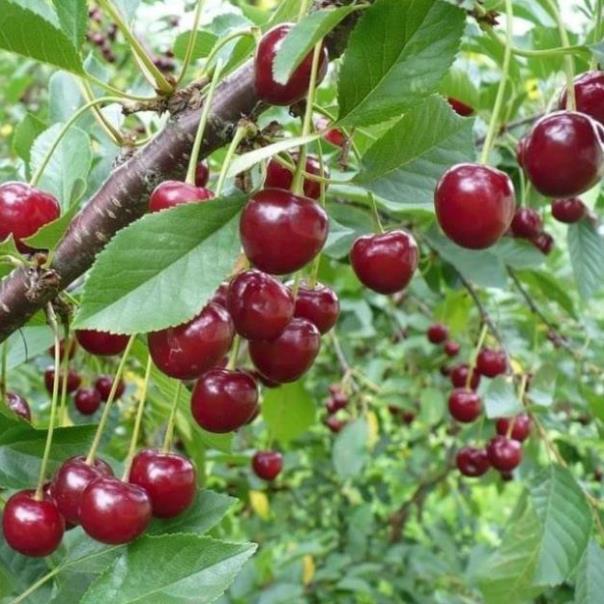 CÂY CHERRY ANH ĐÀO RA QUẢ QUANH NĂM