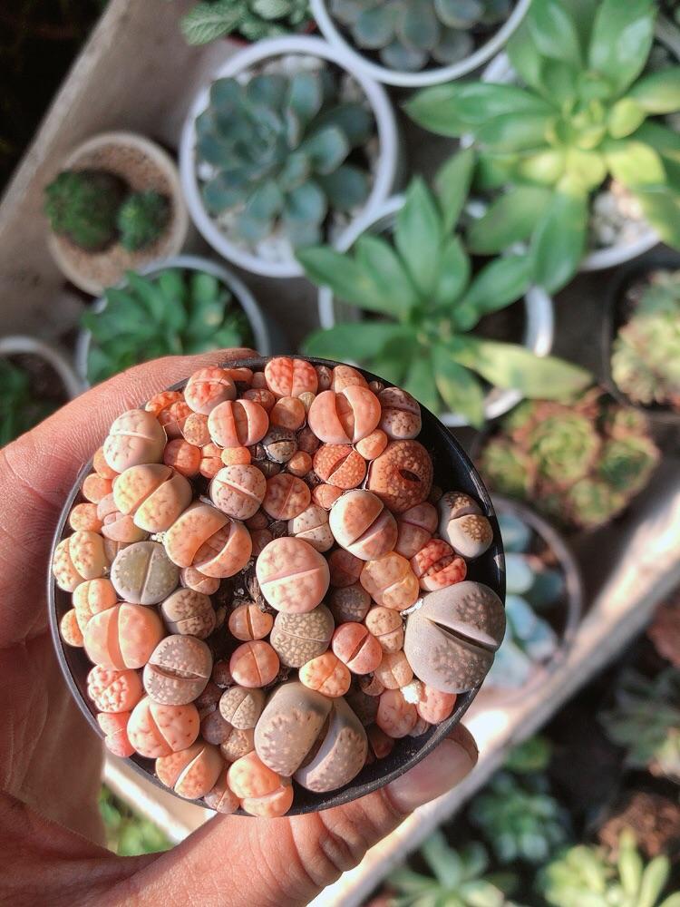 Cây Thạch Lan -Hoa Sỏi-Thạch Lan