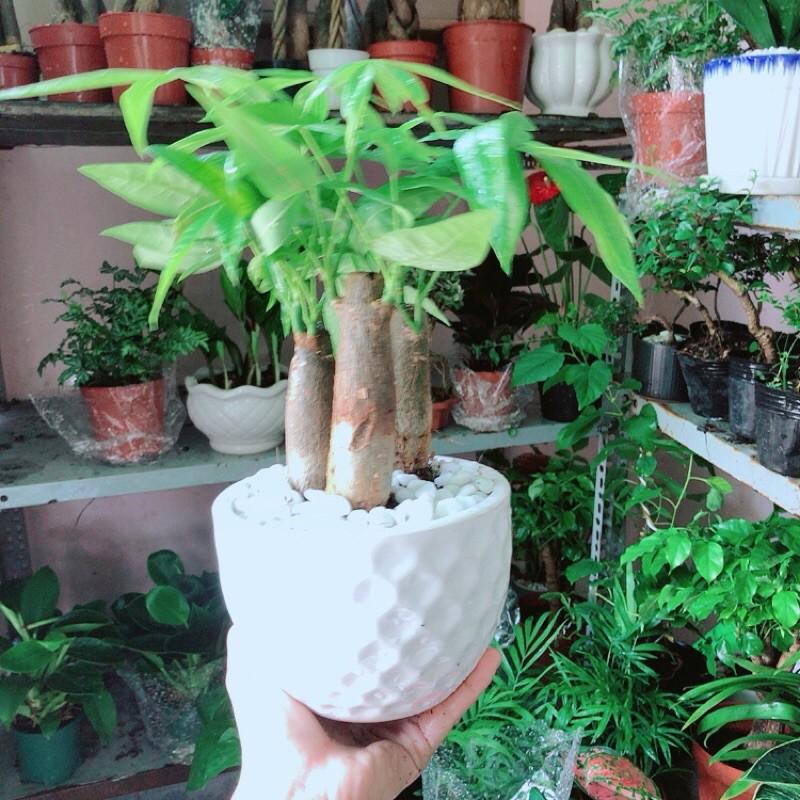 Cây Kim Ngân Kèm Chậu Sứ