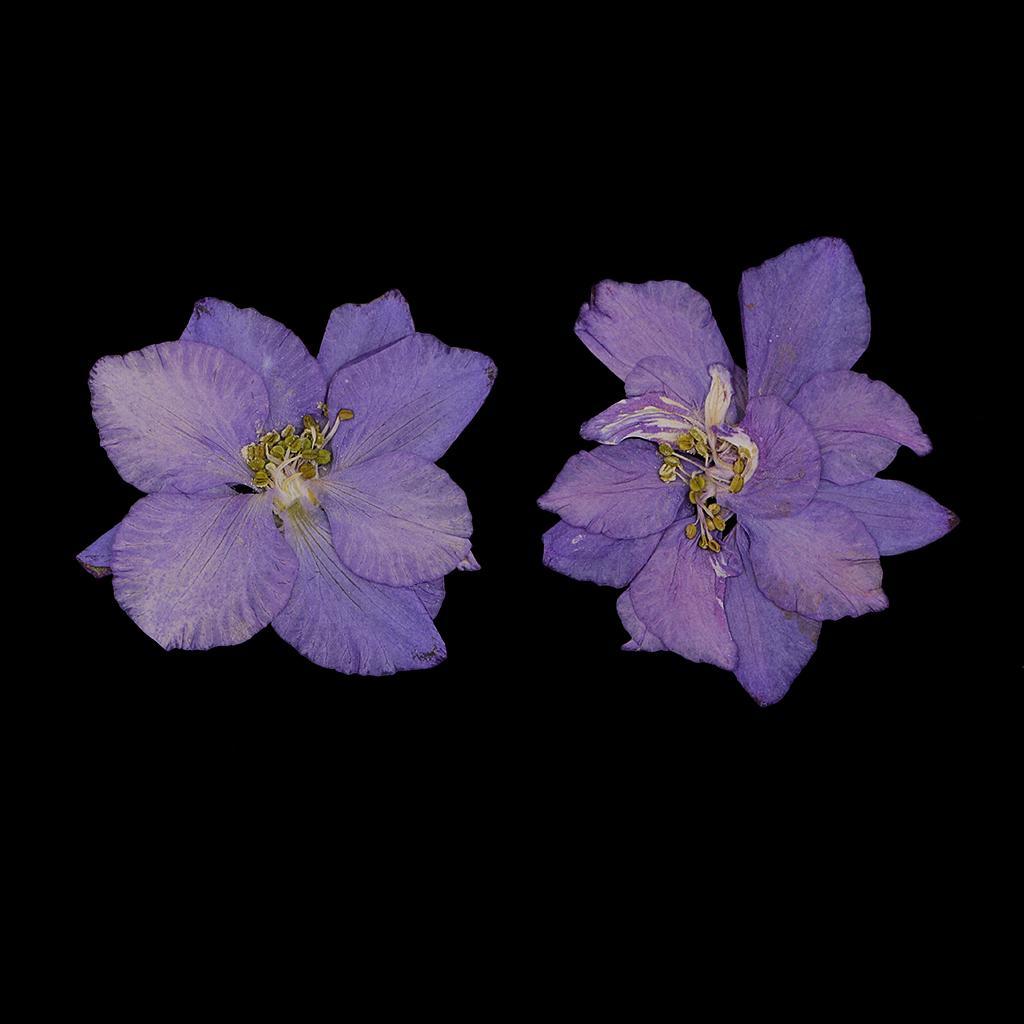 24x Natural Pressed Dried Larkspur Flowers Crafts Supplies Christmas Gifts