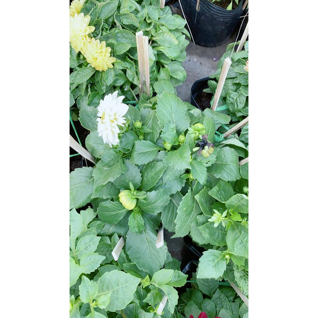 Cây Thược Dược Mini