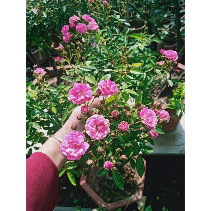Hoa hồng thân gỗ dáng tree otto line cực đẹp,sai hoa