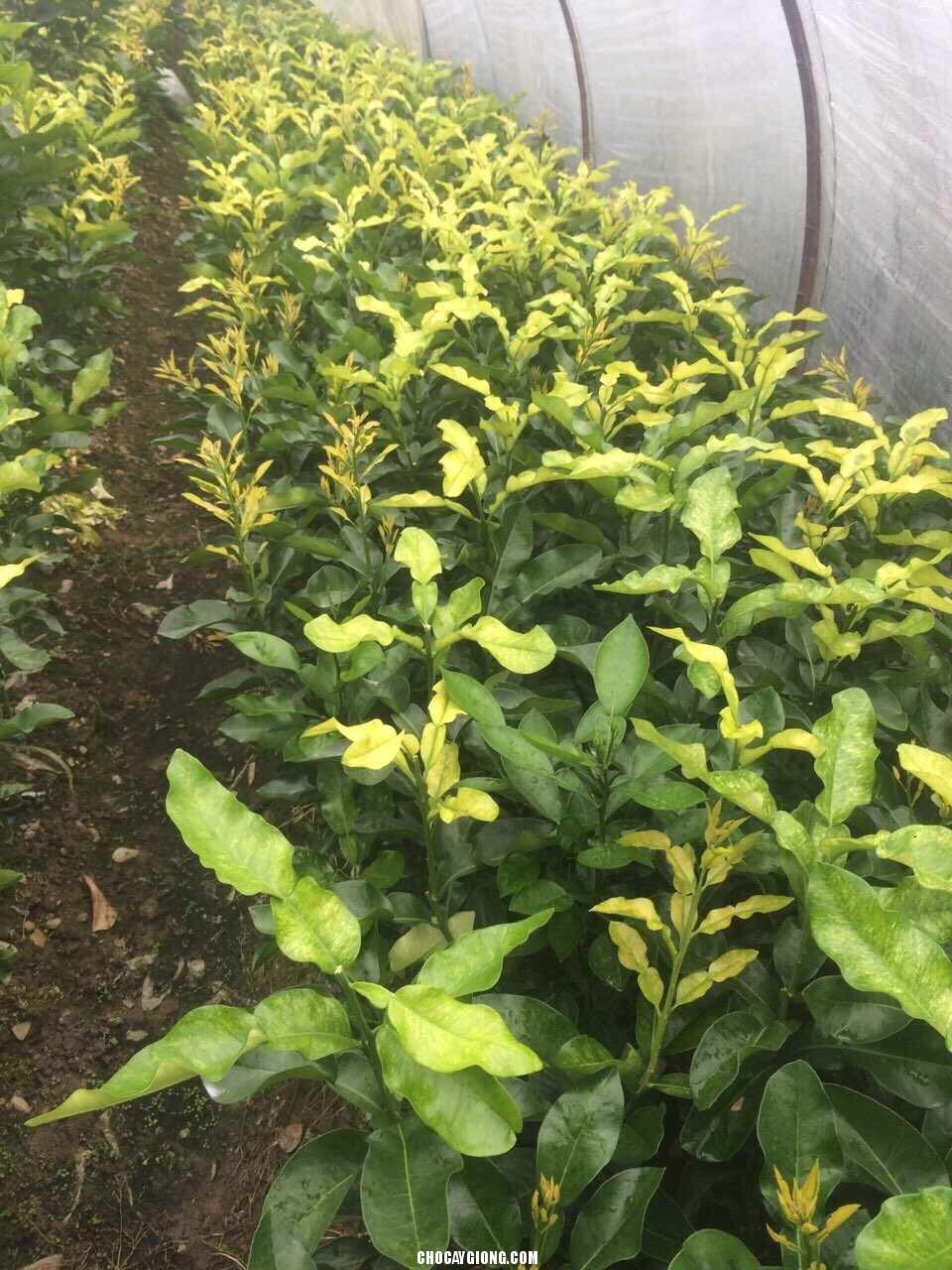 CÂY BƯỞI VÀNG - CÂY GIỐNG F1