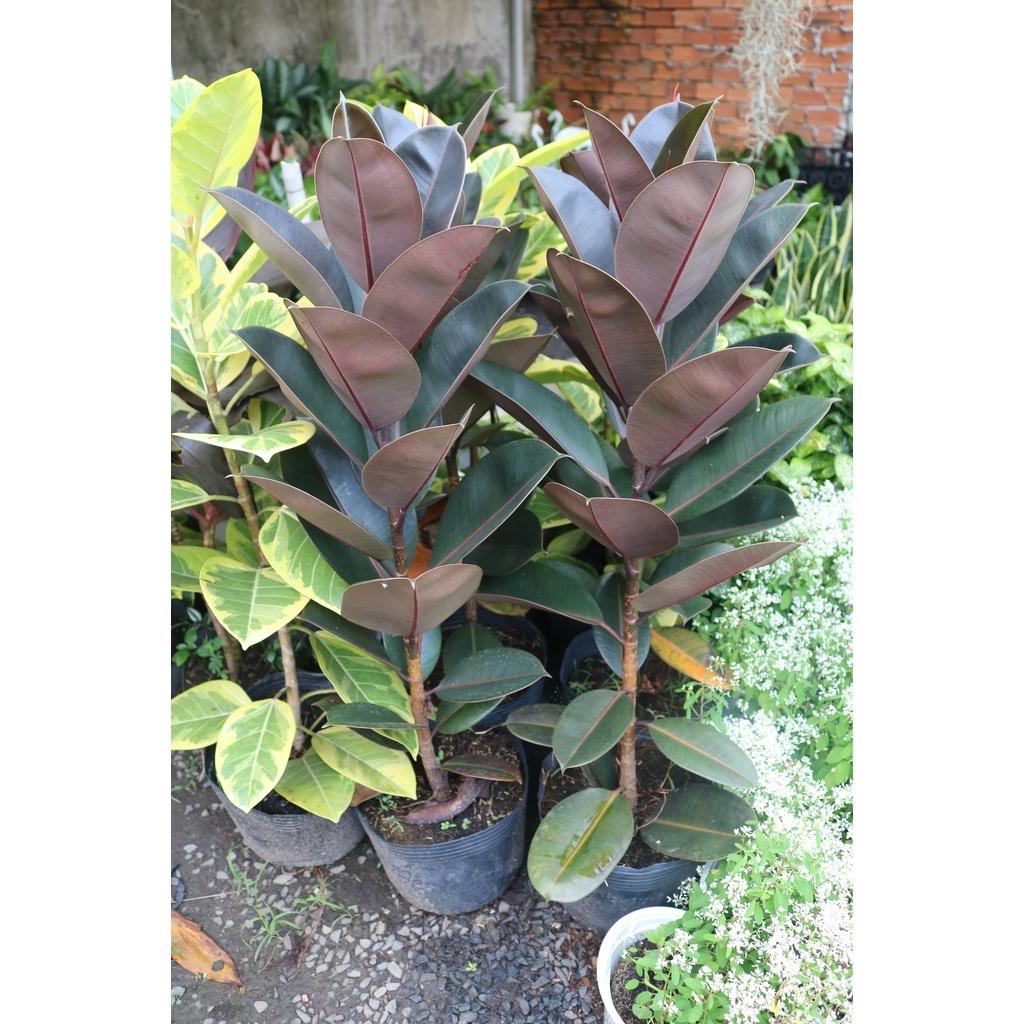 Chậu cây đa búp đỏ cao 100 cm