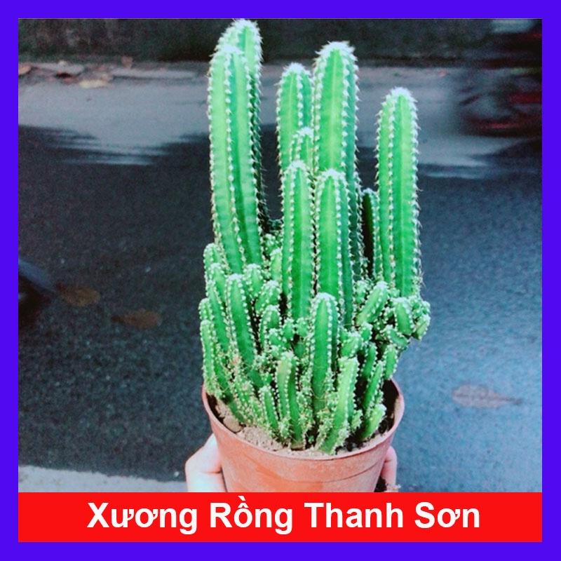 Xương Rồng Thanh Sơn - cây cảnh để bàn