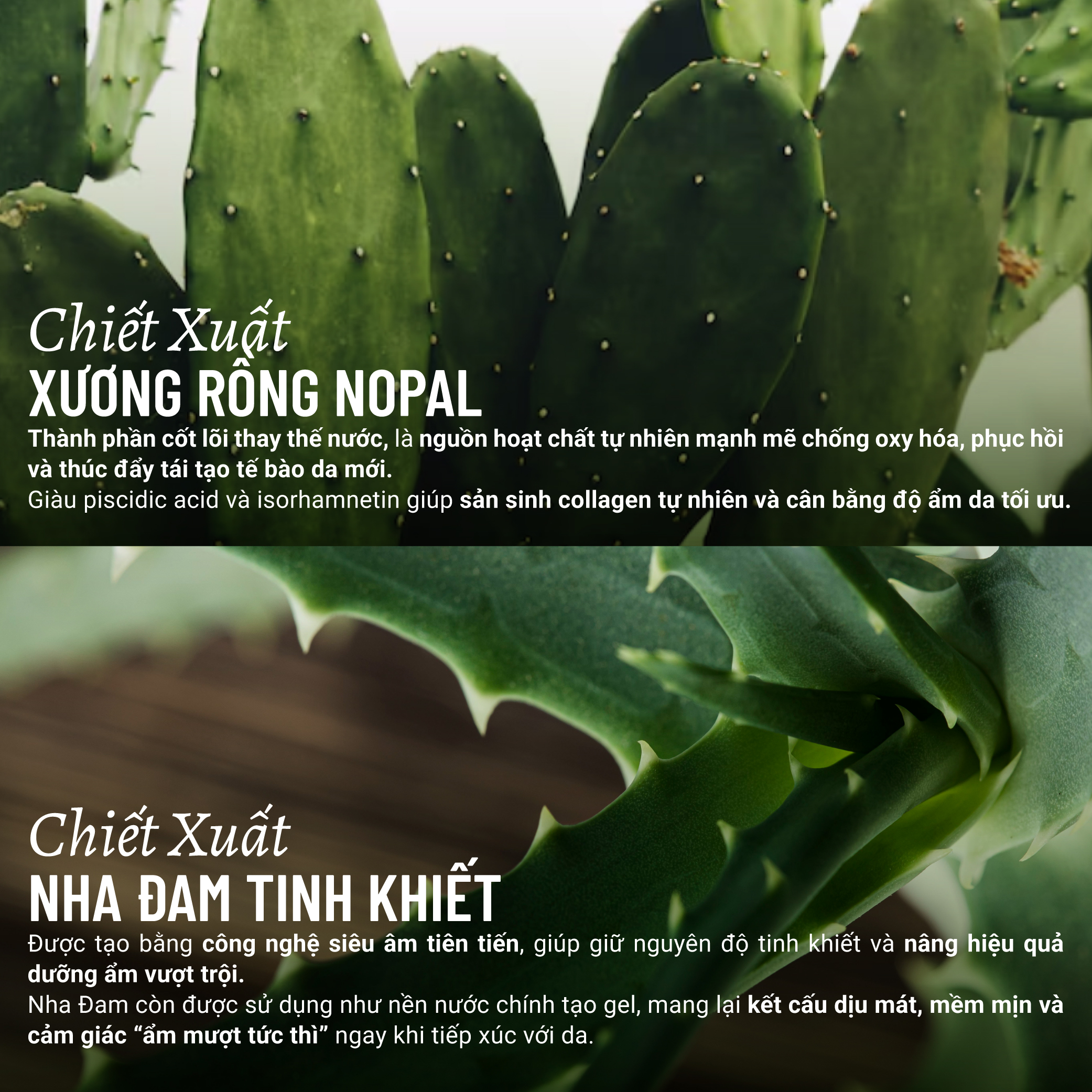 Nước Tẩy Trang Thuần Chay Nha Đam Xương Rồng Heebee’s Sạch Sâu, Dịu Nhẹ, Ngừa Mụn, Cho Da Nhạy Cảm, Không Khô Da 110ml