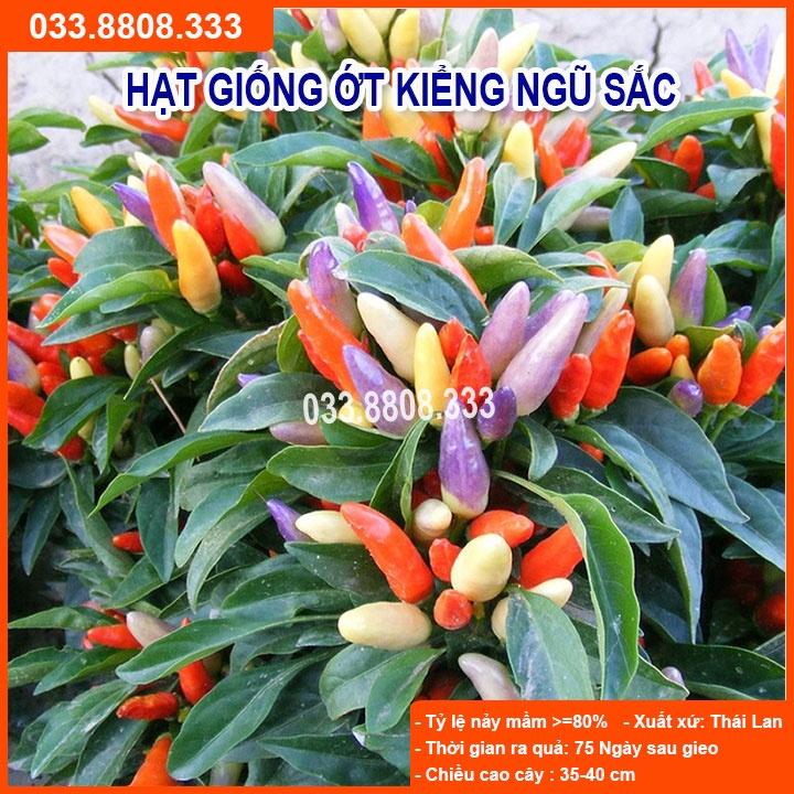 Hạt Giống Ớt Ngũ Sắc - Quả Ớt Nhiều Màu Trồng Chậu