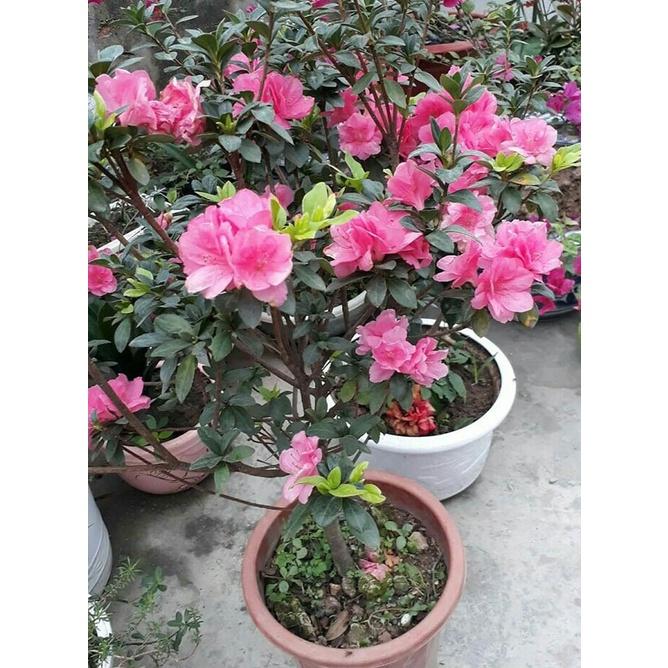 Cây giống hoa đỗ quyên lá to - cây to
