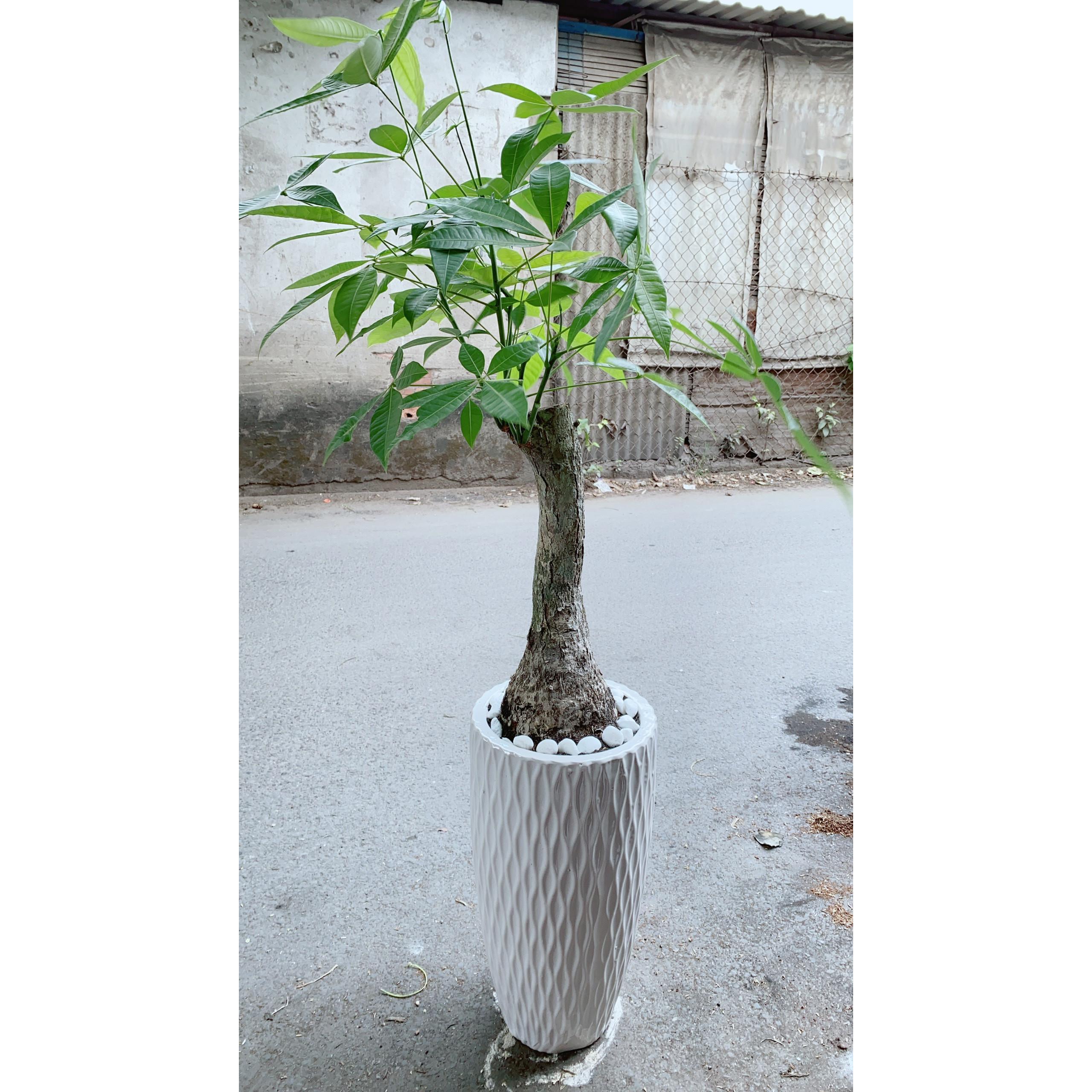 Chậu Kim Ngân Một Thân Lớn