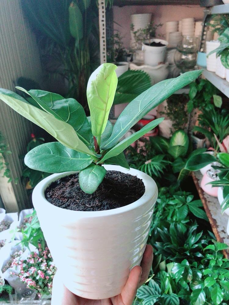 Chậu Cây Bàng Singapore