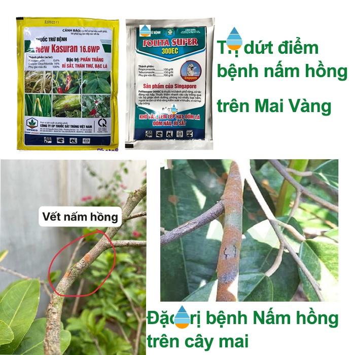 Đặc hiệu trừ bệnh nấm hồng trên cây mai vàng, bộ sản phẩm dùng hiệu quả ngay từ lần đầu sử dụng(new kasuran vs folita)