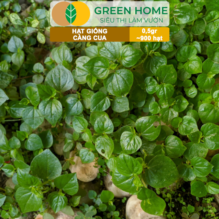 Hạt Giống Rau Càng Cua GreenHome, Gói 0,5gr~900 hạt, Dễ Chăm Sóc,Trồng Quanh Năm,Thu Hoạch Nhanh R27