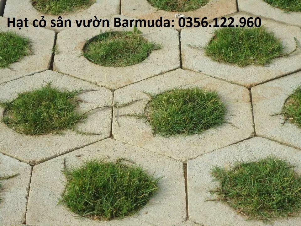 50g Hạt giống cỏ Barmuda - cỏ sân vườn, công trình, chăn nuôi