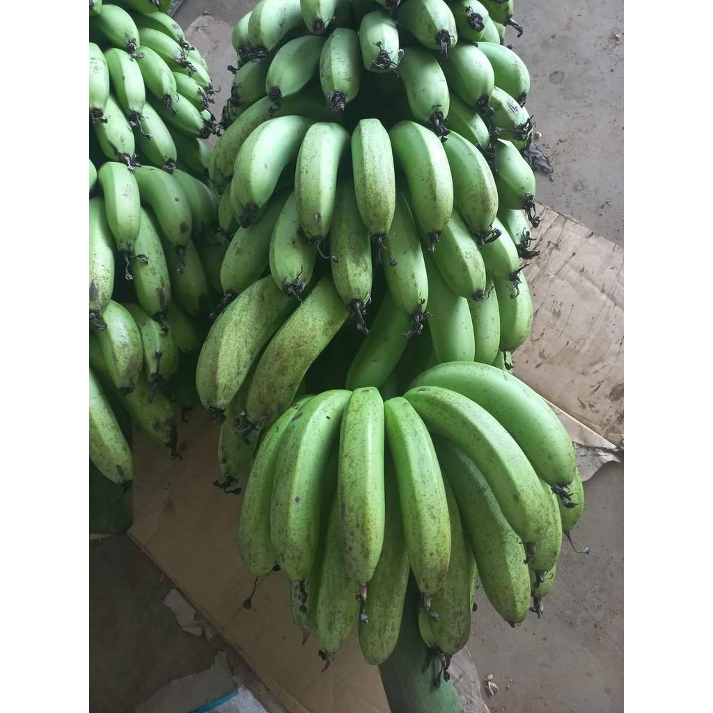 Giống Cây chuối lân đà lạt cấy mô