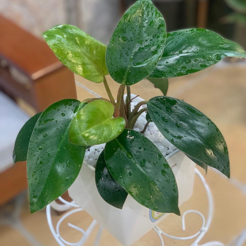 Cây Trầu Bà Đế Vương để bàn