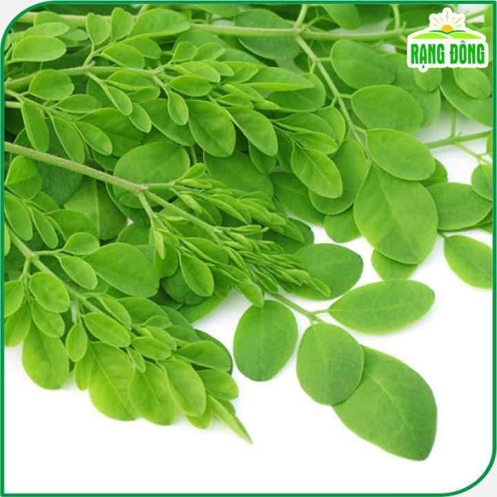 Hạt giống Chùm Ngây Trồng Quanh Năm - Hạt giống Rạng Đông
