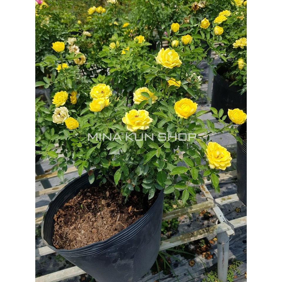Chậu hoa hồng cảnh tỉ muội cam rễ khỏe- bầu to cây lớn trưởng thành