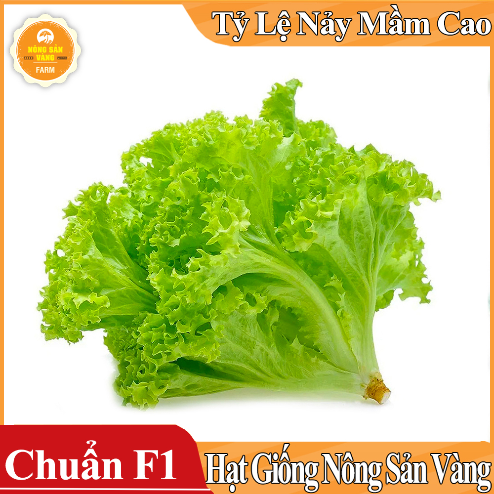 Hạt giống Xà Lách Xoăn Xanh ( Gói 5 Gram ) - Nông Sản Vàng