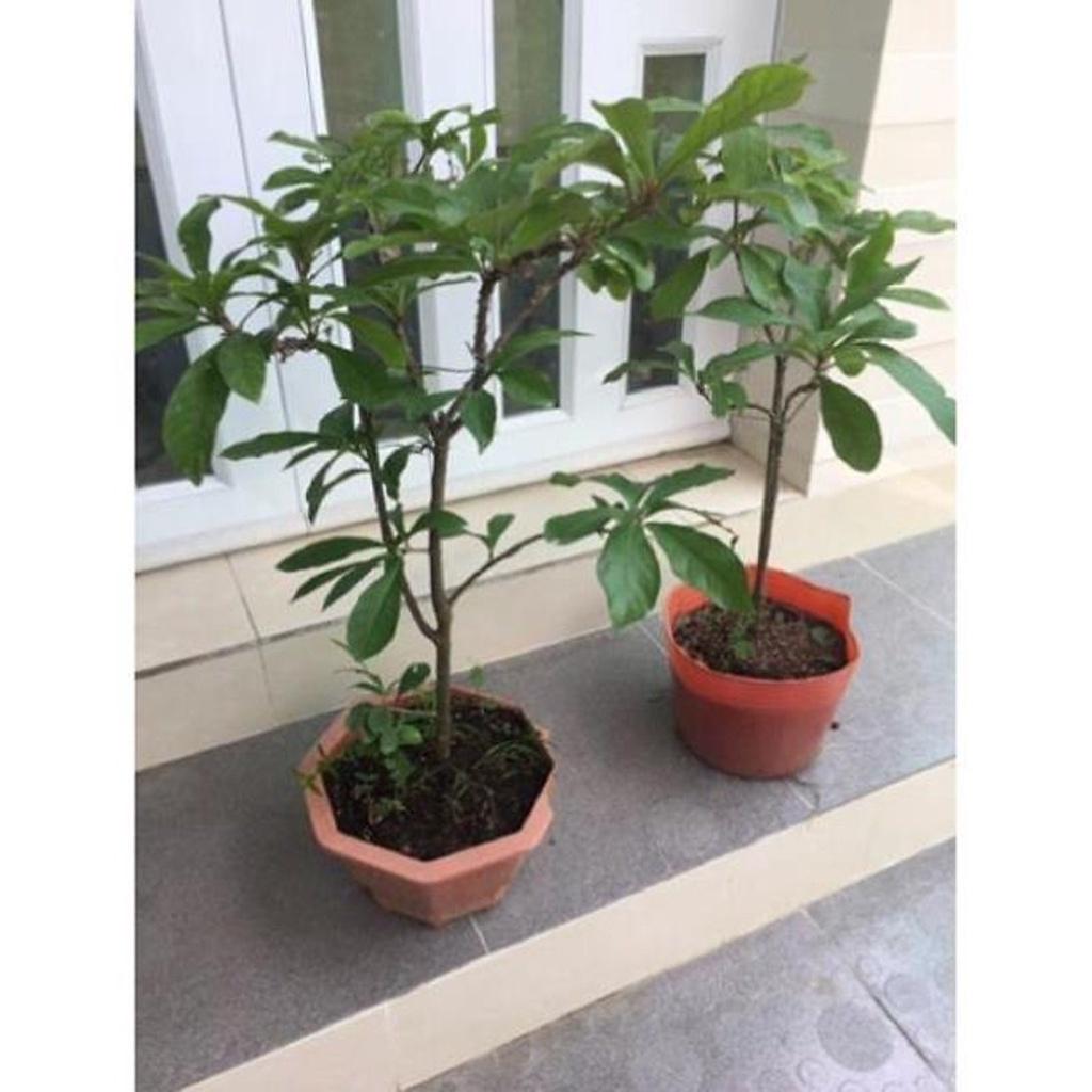 Cây lộc vừng giống lá nhỏ , cây đẹp, giống chuẩn