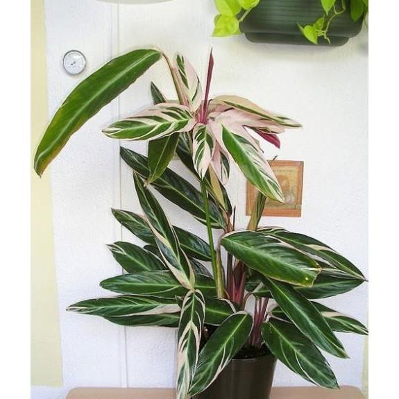 Cây chuối hoàng yến - cây cảnh trong văn phong - Giúp không gian trở nên thơ mộng hơn !!