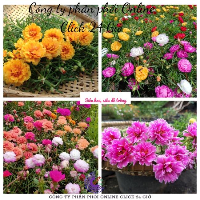 Combo 3 Ký Hoa Mười Giờ Thái Kép 15 Màu Siêu Rẻ Cành Tơ Mau Ra Rễ Hoa Mười Giờ Bonsai & Phụ Kiện