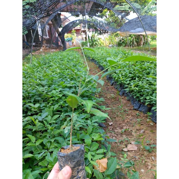Cây Giống Trầm Hương