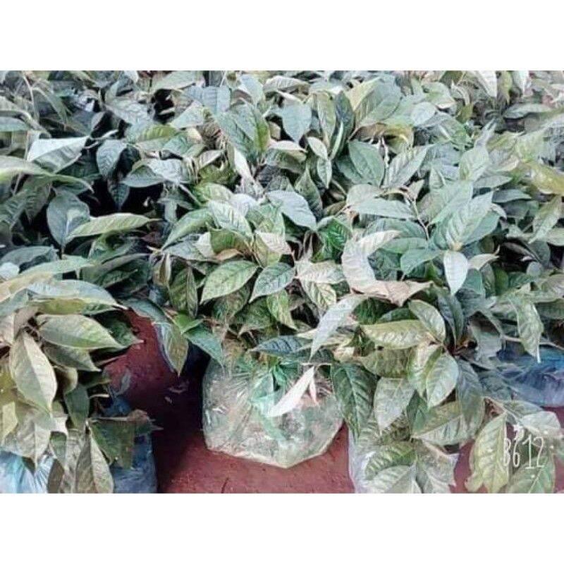 CÂY GIỐNG NHÓT MỸ SIÊU NGỌT