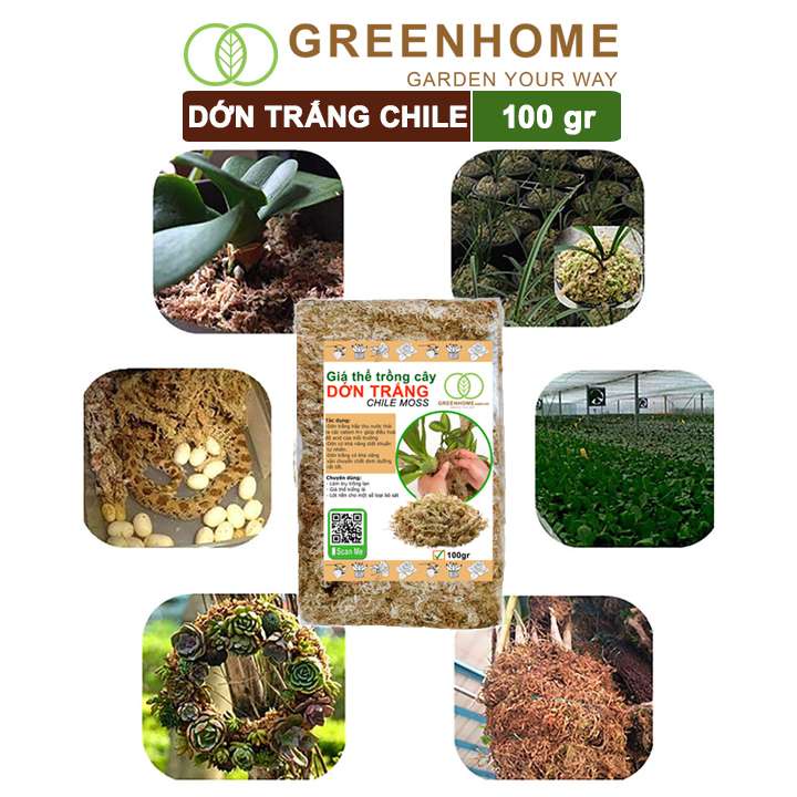 Dớn trắng Chilê, gói 100gr, đã qua xử lý, giữ ẩm tốt, kháng khuẩn tự nhiên, trồng lan, kiểng lá hiệu quả |Greenhome