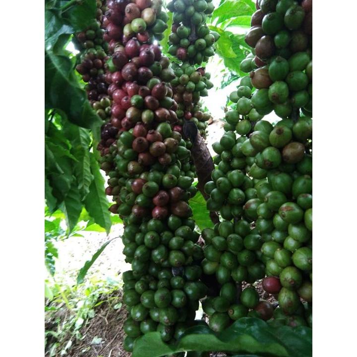 500 gram Hạt giống Cà Phê Thiên Trường Cao Sản .