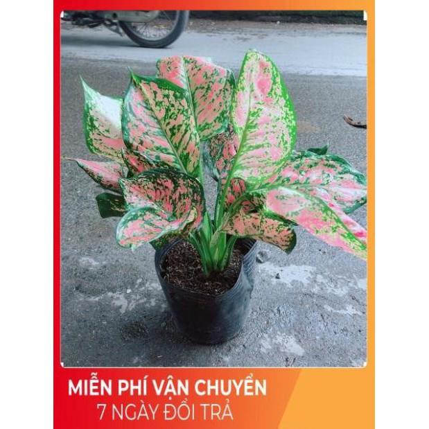 Cây Vạn Lộc