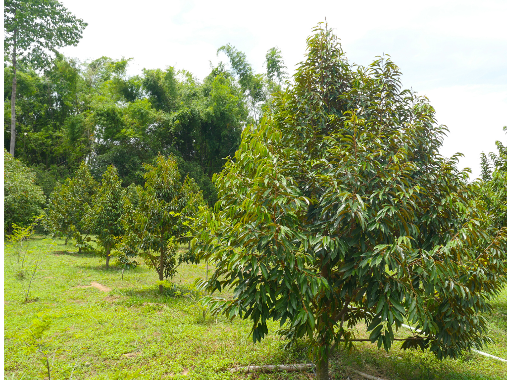Phân bón NUTRI COMPLEX - NPK 16-16-16+100B 1 KG CHUYÊN DÙNG CHO SEN ĐÁ,HOA HỒNG CÂY ĂN TRÁI,...