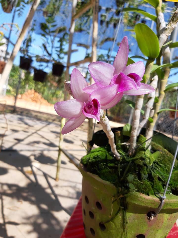 LAN PHI ĐIỆP NÙ 68