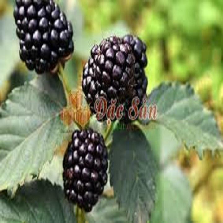 CÂY GIỐNG MÂM XÔI ĐEN (PHÚC BỒN TỬ