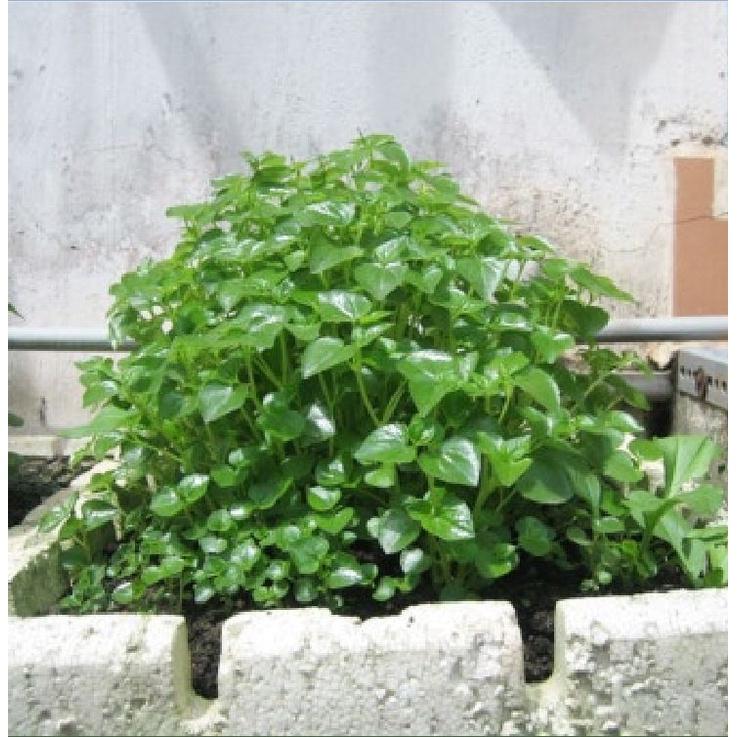Hạt giống rau càng cua KNS3100 - Gói 0.5gram