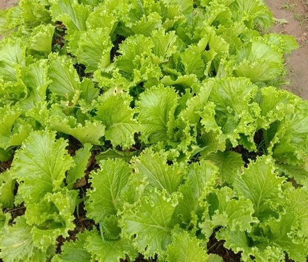 Hạt giống Cải bẹ mào gà Rd101