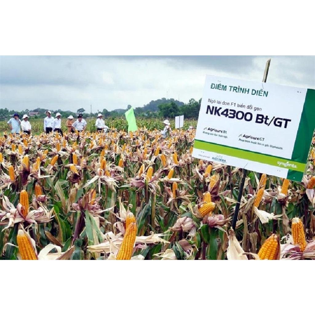 HẠT GIỐNG NGÔ SINH KHỐI LAI ĐƠN BIẾN ĐỔI GEN NK4300Bt/GT GÓI 200G KHÁNG SÂU