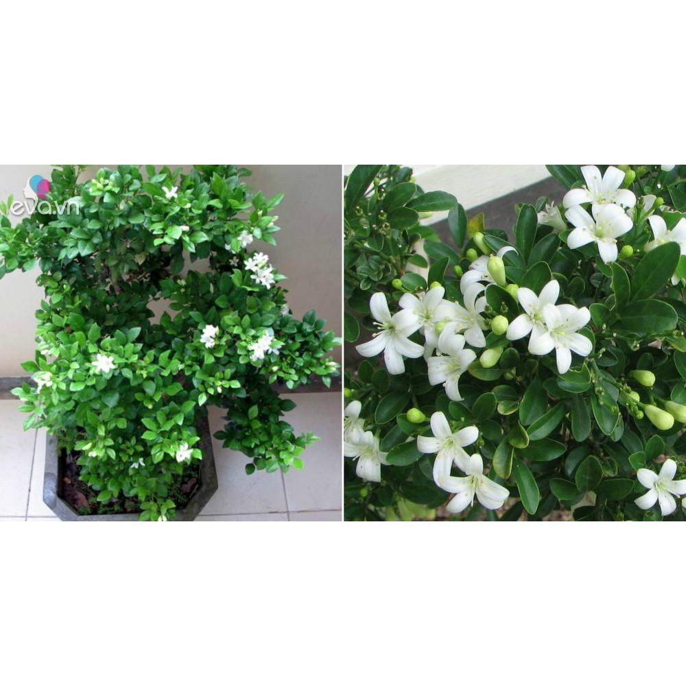 Giống cây nguyệt quế đánh đất