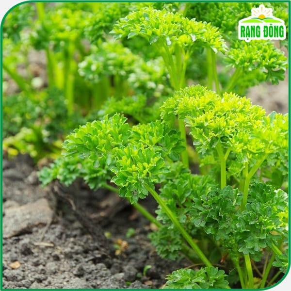 Hạt giống Rau Ngò Tây (parsley), Mùi Thơm Dễ Chịu, Dễ Trồng, Sinh Trưởng Tốt, gói 2gram - Hạt giống Rạng Đông