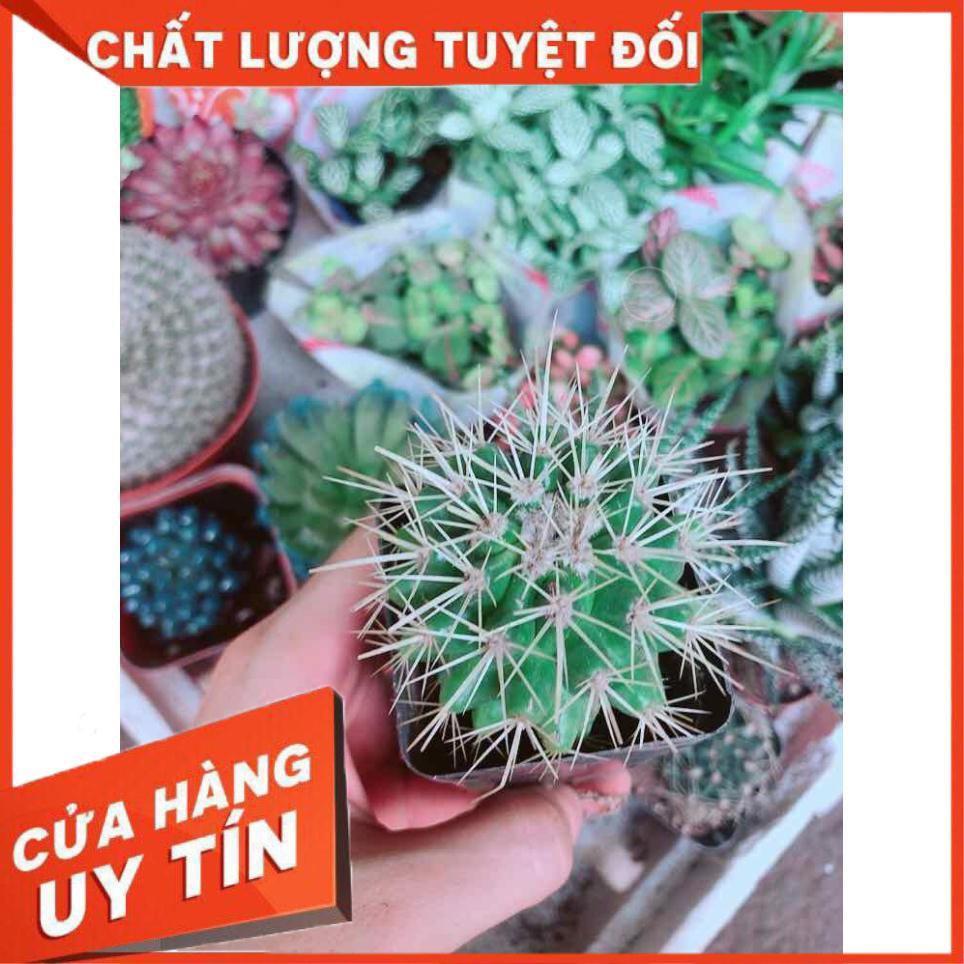Xương Rồng Kim Hổ Nhiều Người Mua