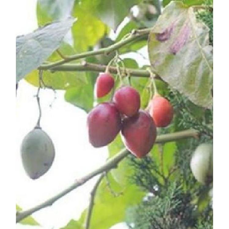 Hạt Giống Cà Chua Thân Gỗ Tamarillo 10 hạt/gói ( tặng kèm gói thuốc kích thích ươm hạt)