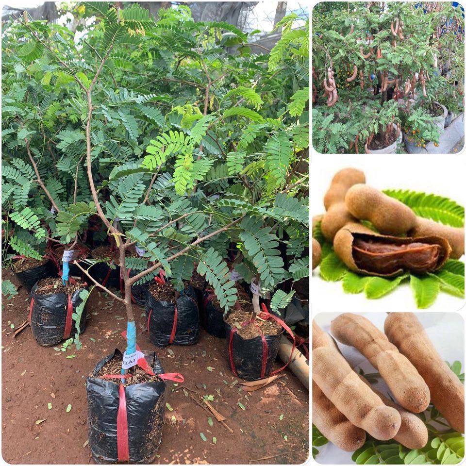 Cây me thái giống