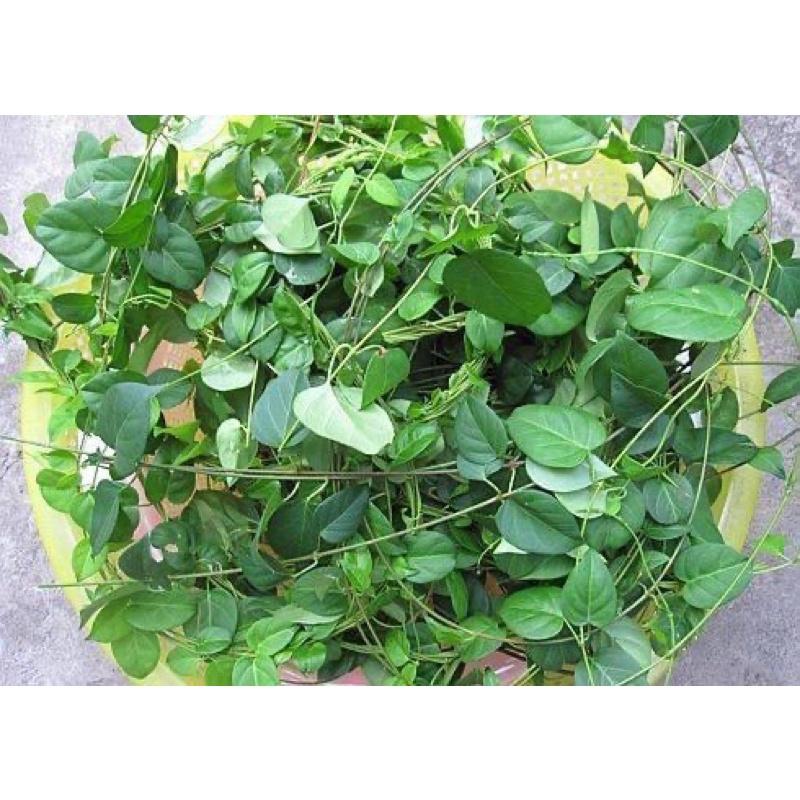 CÂY GIỐNG DÂY THÌA CANH ảnh thật cây gửi như hình 1