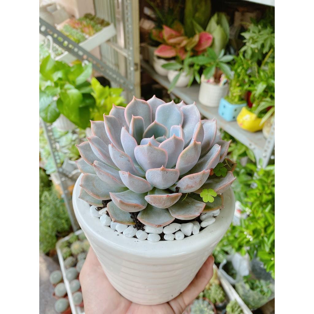 Chậu Sen Đá Tím Cánh Cứng Size Đại