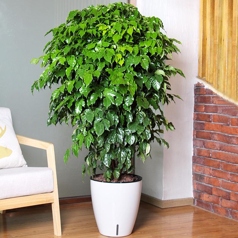 Chậu trồng cây Oliz H103 - Chậu trồng thông minh tự tưới