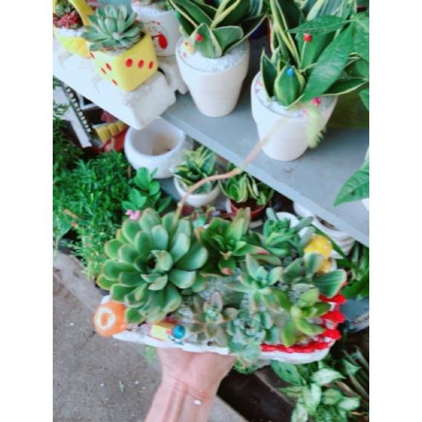 Chậu sen đá mix tiểu cảnh
